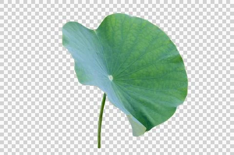 Lotus leaf Isolate collection of white background Stock Photos
