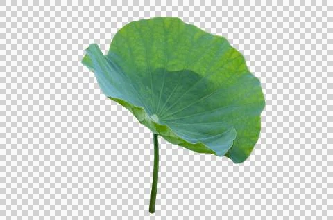Lotus leaf Isolate collection of white background Stock Photos