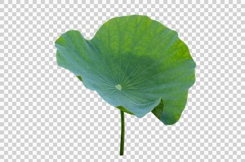 Lotus leaf Isolate collection of white background Stock Photos