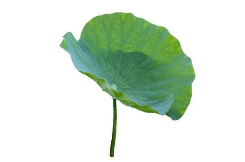 Lotus leaf Isolate collection of white background Stock Photos