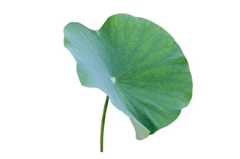 Lotus leaf Isolate collection of white background Stock Photos