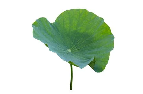 Lotus leaf Isolate collection of white background Stock Photos