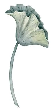 Lotus Leaf on isolated background. Hand drawn watercolor illustration of green Stock Illustration