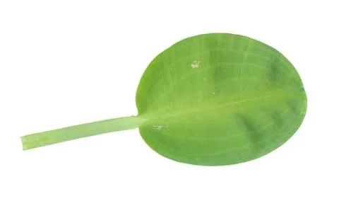 Lotus leaf isolated on white background. Object with clipping path. Stock Photos