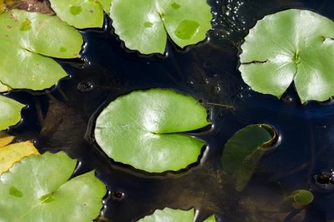 Lotus leaf in the lagoon Foto stock