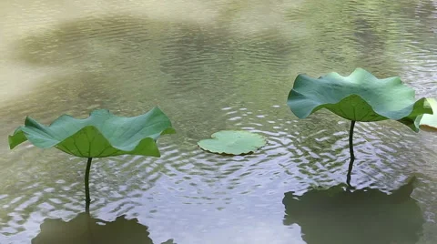 Lotus leaf in the lake at park 스톡 동영상 47677720