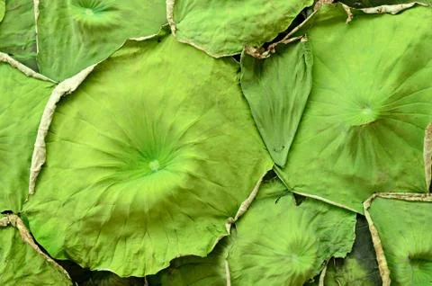 Lotus leaf pattern background for decorate Stock Photos