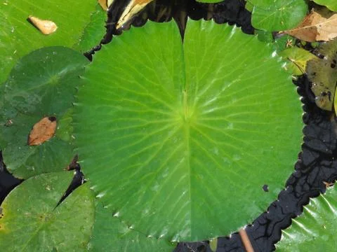 Lotus leaf pattern Stock Photos