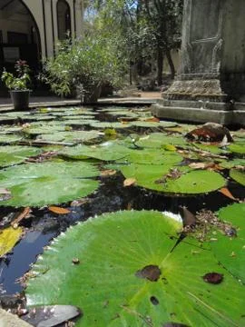 Lotus leaf pattern Stock Photos