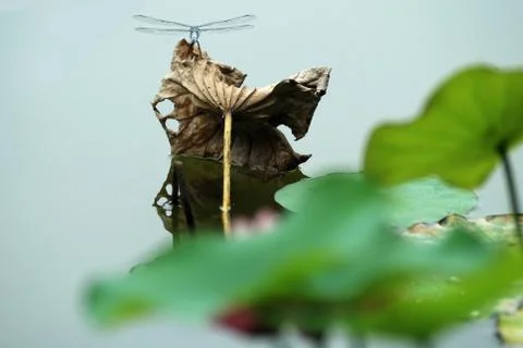 Lotus leaf, Foto stock