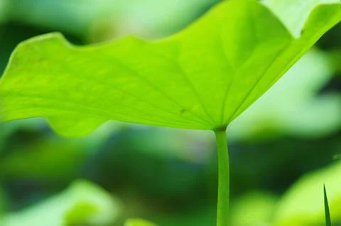 Lotus leaf Foto stock