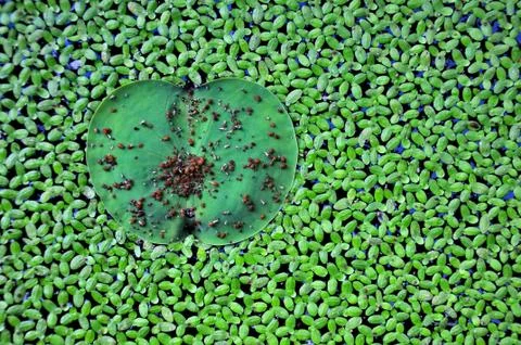 Lotus leaf Stock Photos