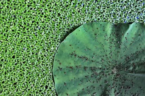 Lotus leaf Stock Photos