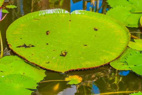 Lotus leaf Foto stock