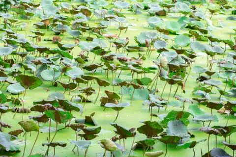 Lotus leaf Stock Photos