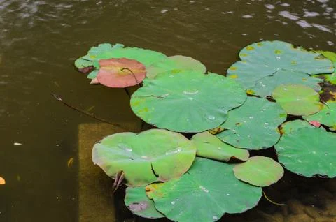 Lotus leaf Stock Photos