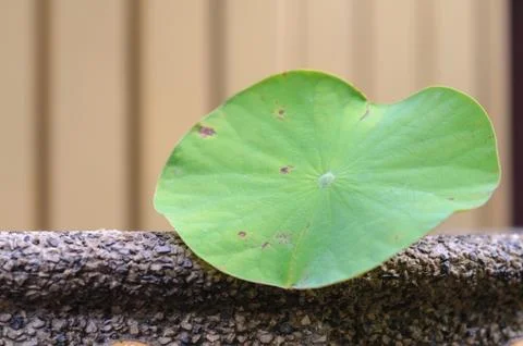 Lotus leaf Stock Photos