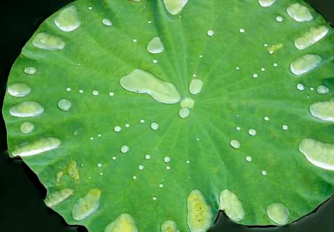 Lotus leaf. Stock Photos
