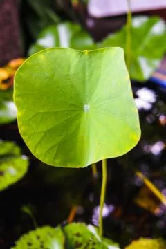 Lotus leaf Stock Photos