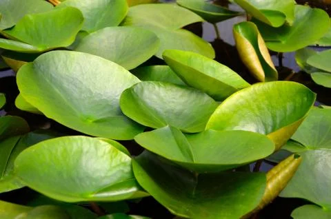Lotus leaf Stock Photos