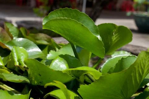 Lotus leaf. Stock Photos