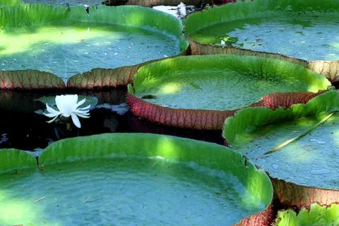 Lotus leaf Stock Photos