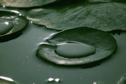 Lotus Leaf Stock Photos