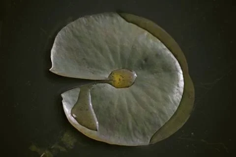 Lotus Leaf Stock Photos