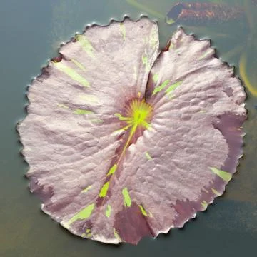 Lotus Leaf Stock Photos