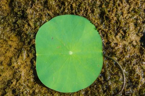 Lotus leaf Fotos de archivo