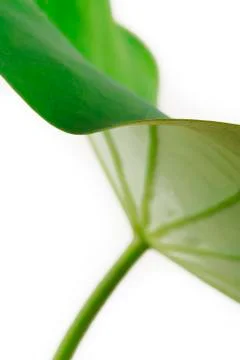 Lotus leaf Stock Photos