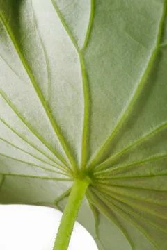 Lotus leaf Stock Photos