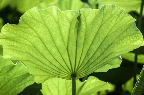 Lotus leaf Foto stock
