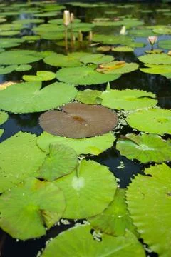 Lotus leaf Stock Photos