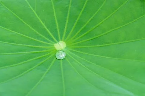 Lotus leaf Stock Photos