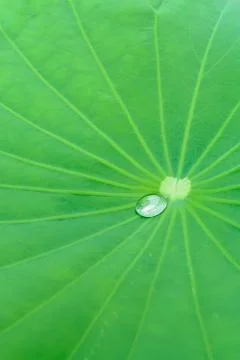 Lotus leaf Stock Photos