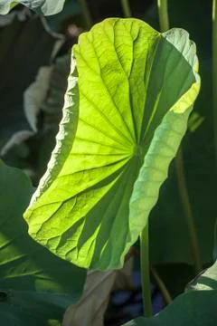 Lotus leaf Foto stock