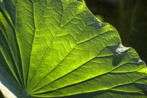 Lotus leaf Foto stock