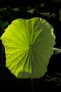 Lotus leaf Foto stock