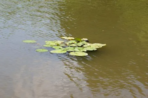 Lotus leaf Stock Photos
