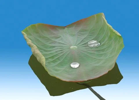 Lotus leaf Stock Photos