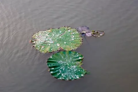 Lotus leaf Stock Photos