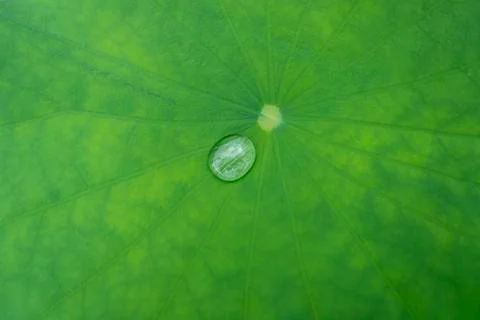 Lotus leaf Stock Photos