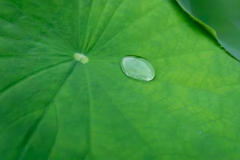 Lotus leaf Stock Photos