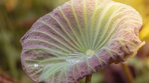Lotus leaf Stock Photos