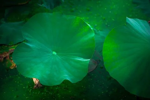 Lotus leaf Stock Photos