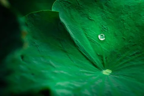 Lotus leaf Foto stock