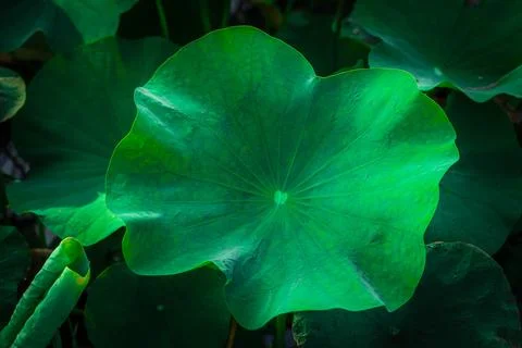 Lotus leaf Stock Photos