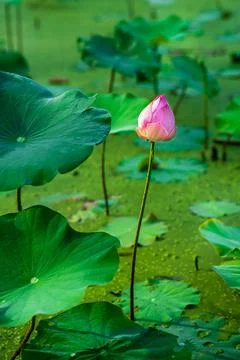 Lotus leaf Stock Photos