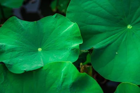 Lotus leaf Stock Photos